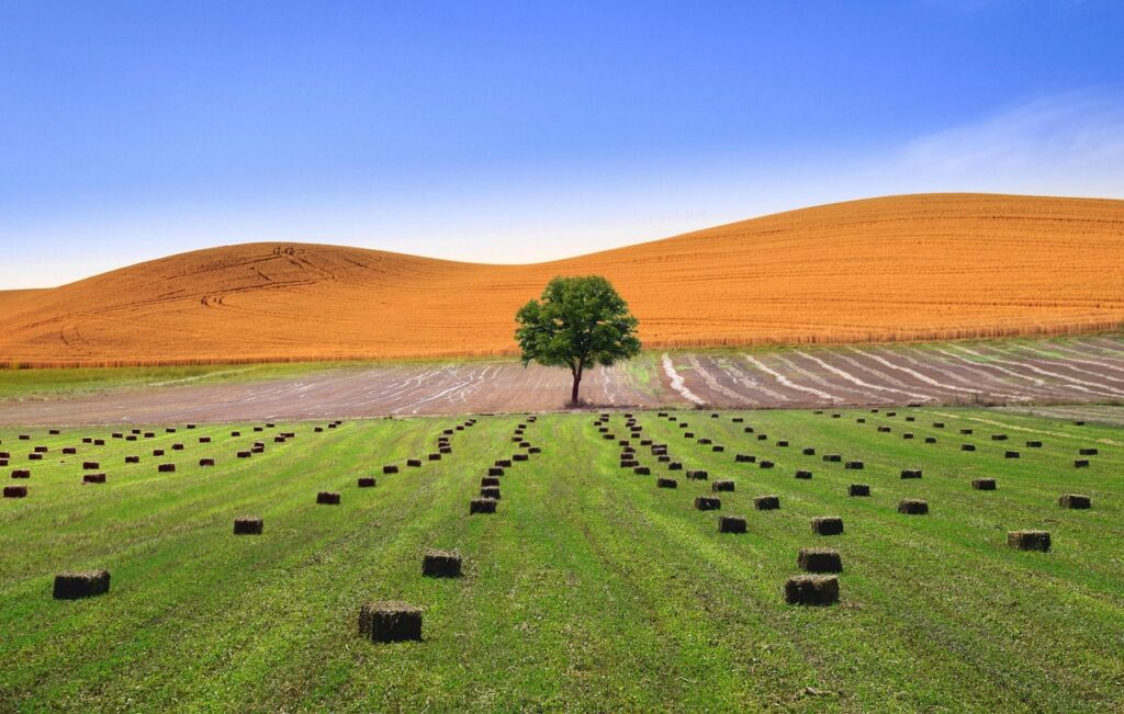 tree, fields, landscape, nature, sky, away, grass, pathway, summer, countryside, pathway, pathway, pathway, pathway, pathway